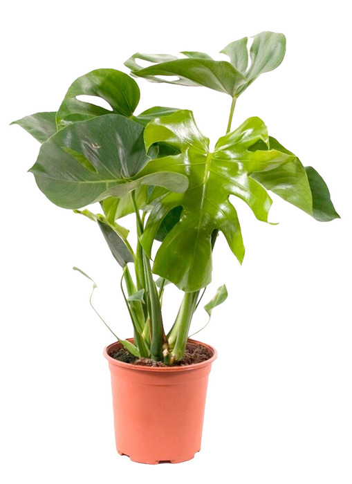 Monstera Deliciosa Ø12 cm 